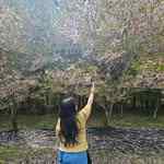 dearolianti