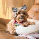 ruu.thedoodle.dooo