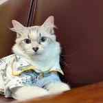 tabitha_localcat