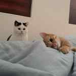 yibathecat