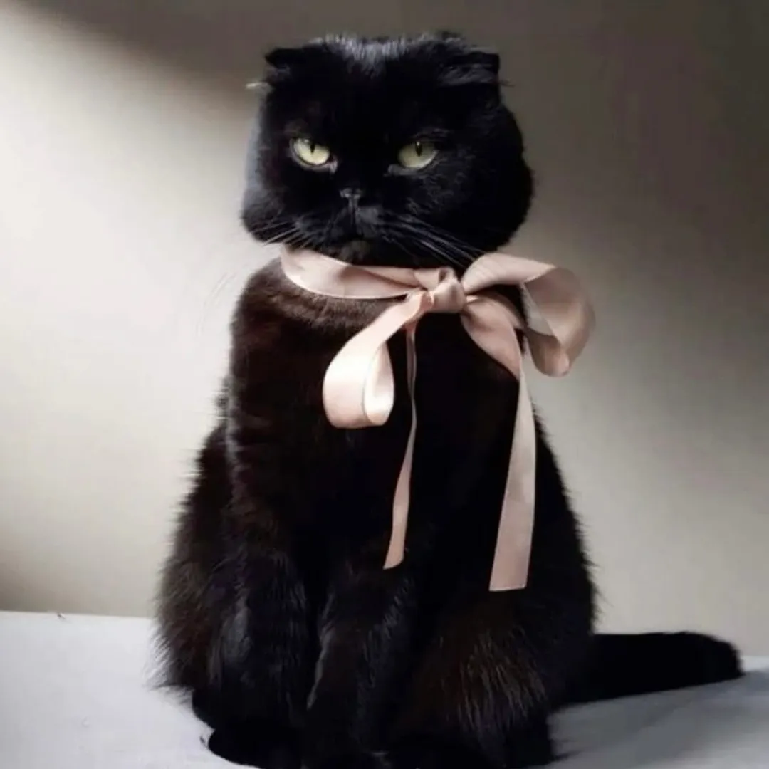 bisouie