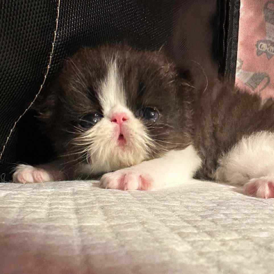 bittersweetcattery