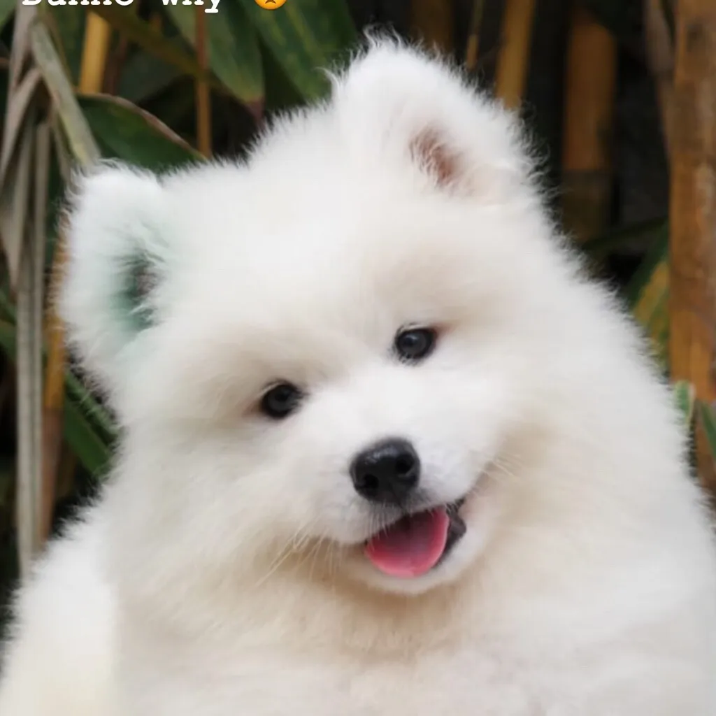 blobbabear