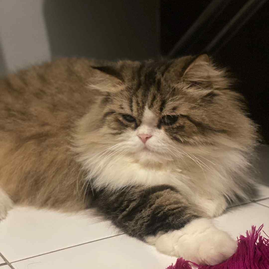 bulbul.thecat
