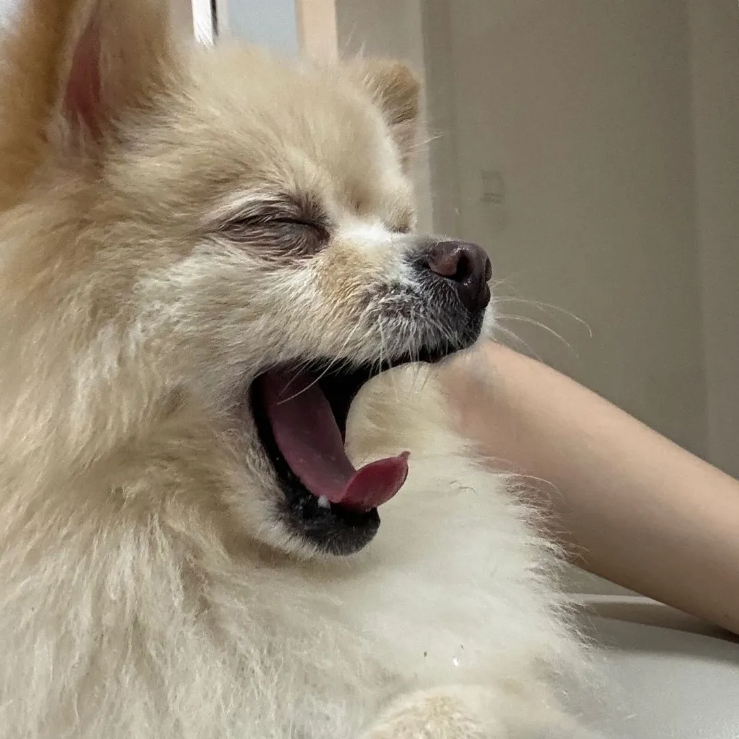 chimniie