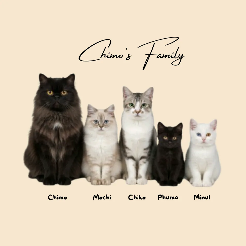 chimochicats