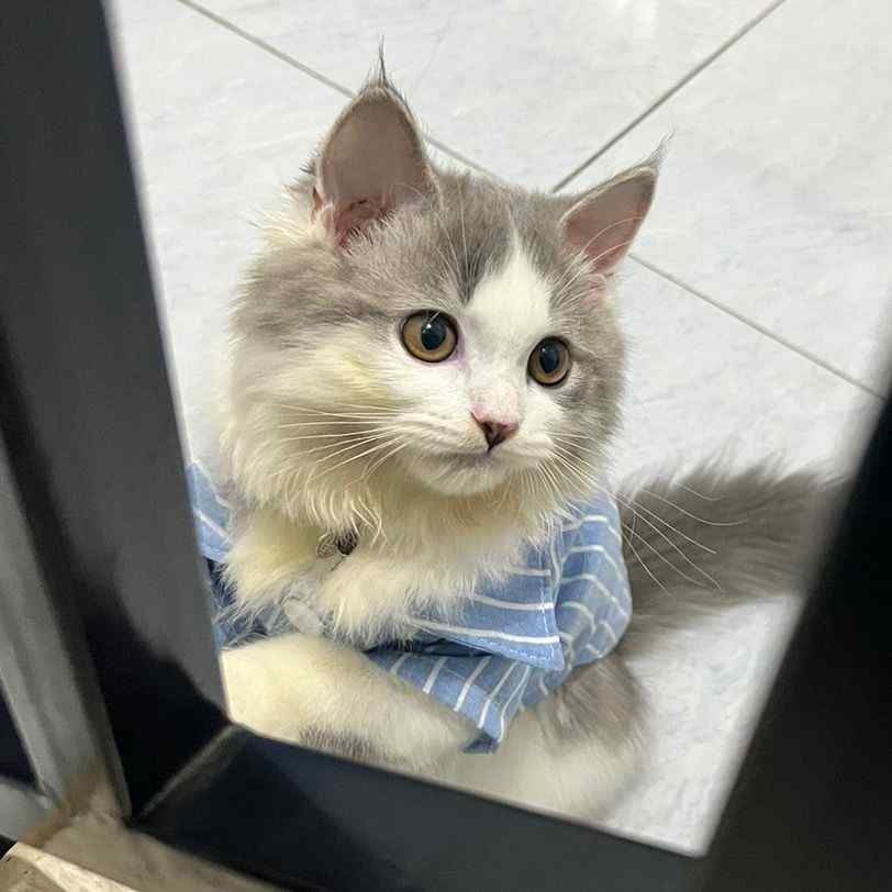 cleo_yoyo