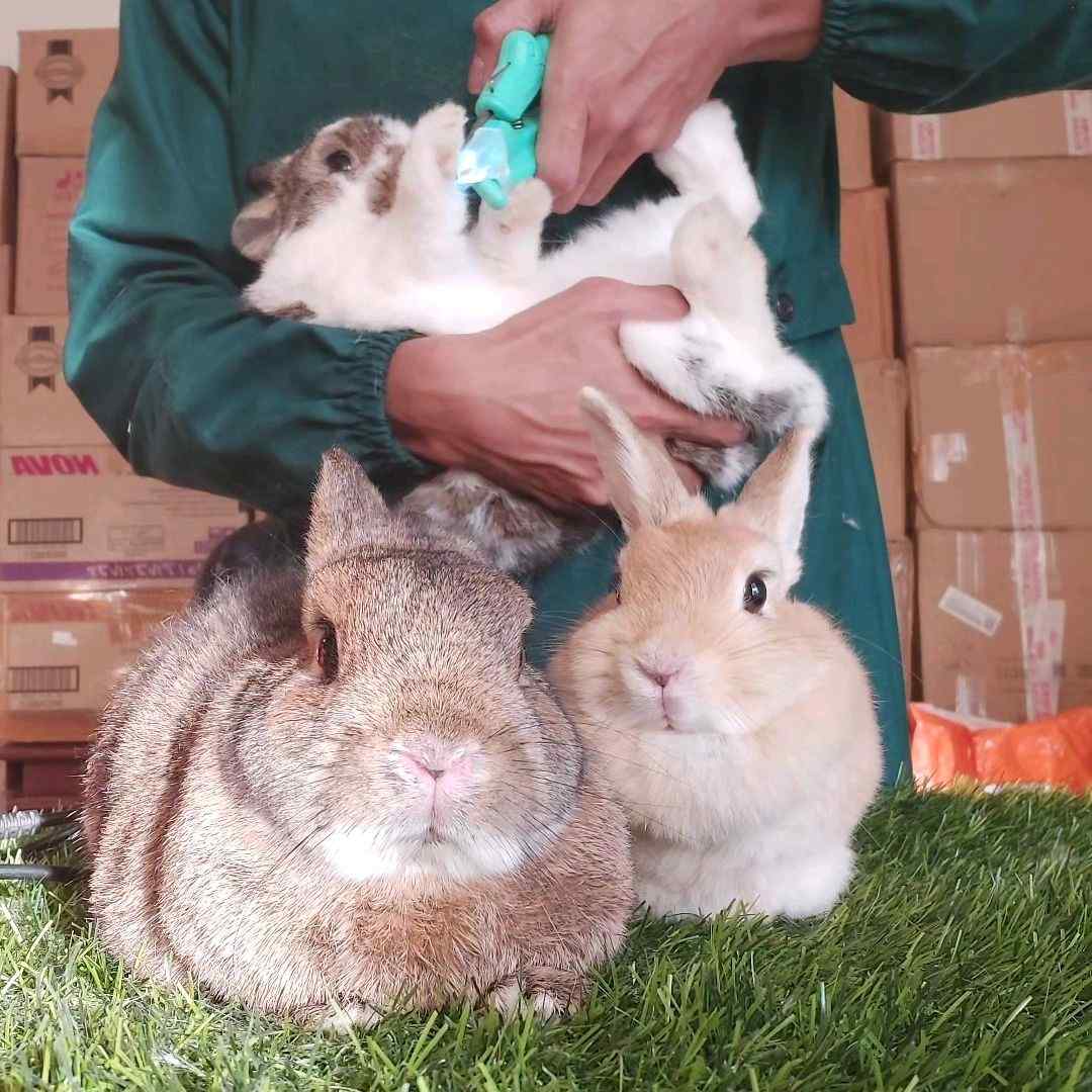 gasarabbits