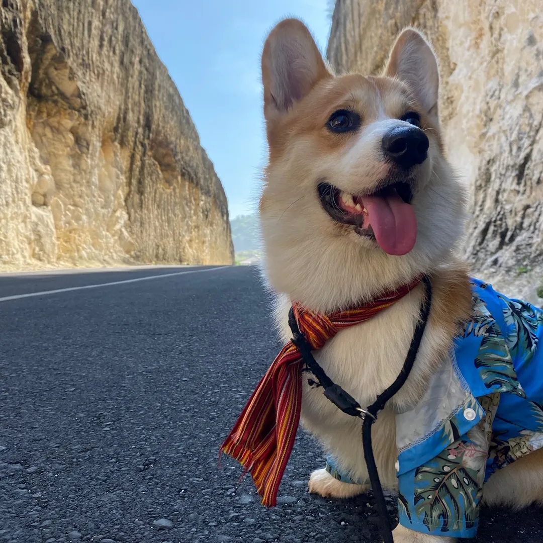gealthecorgi