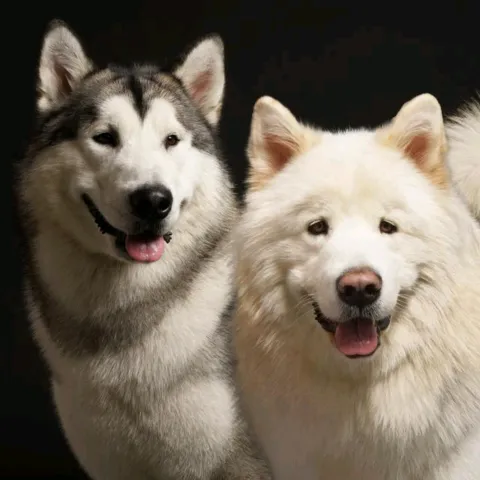 kaiandkimo_themalamute