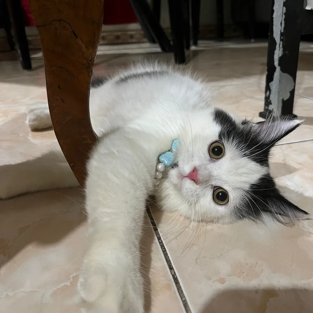 kimilunakucing
