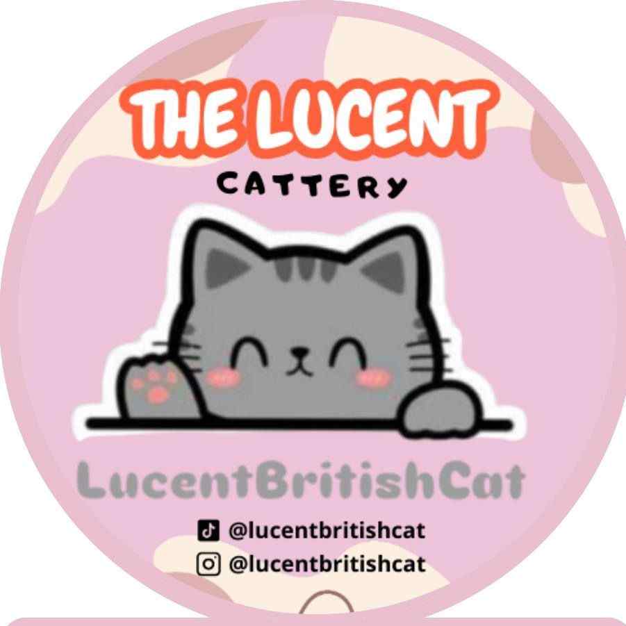 lucentbritishcat