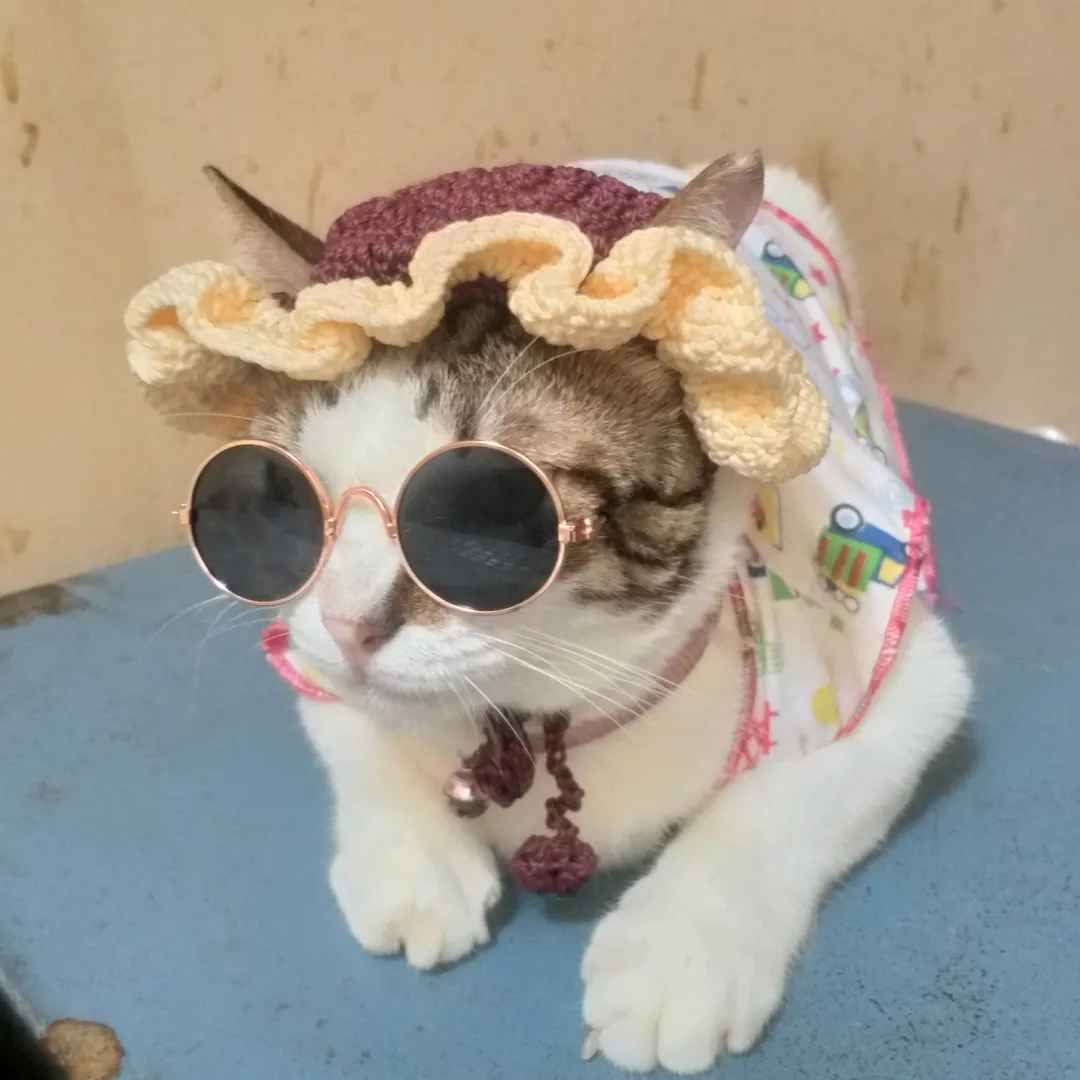 maesoracat