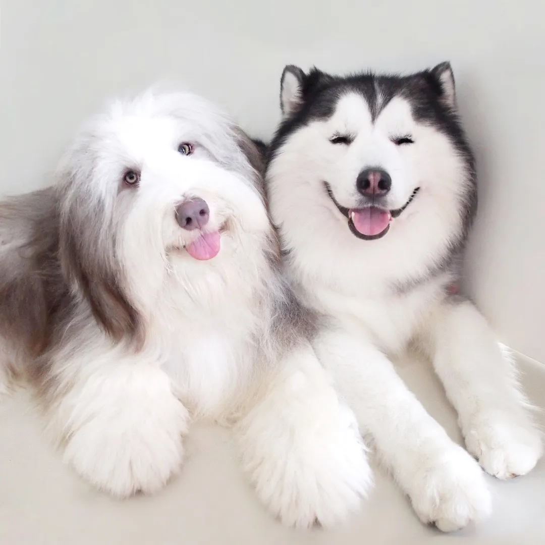 maru.bear