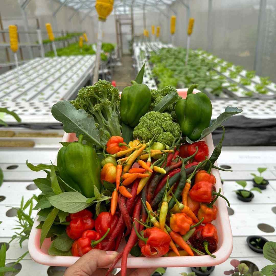 mayfarmhidroponik05