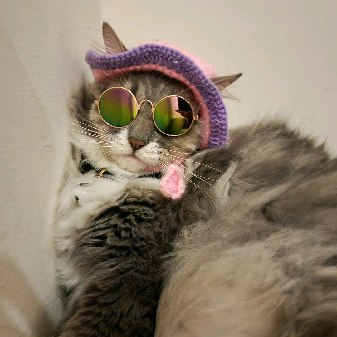 mother.of.mainecoon
