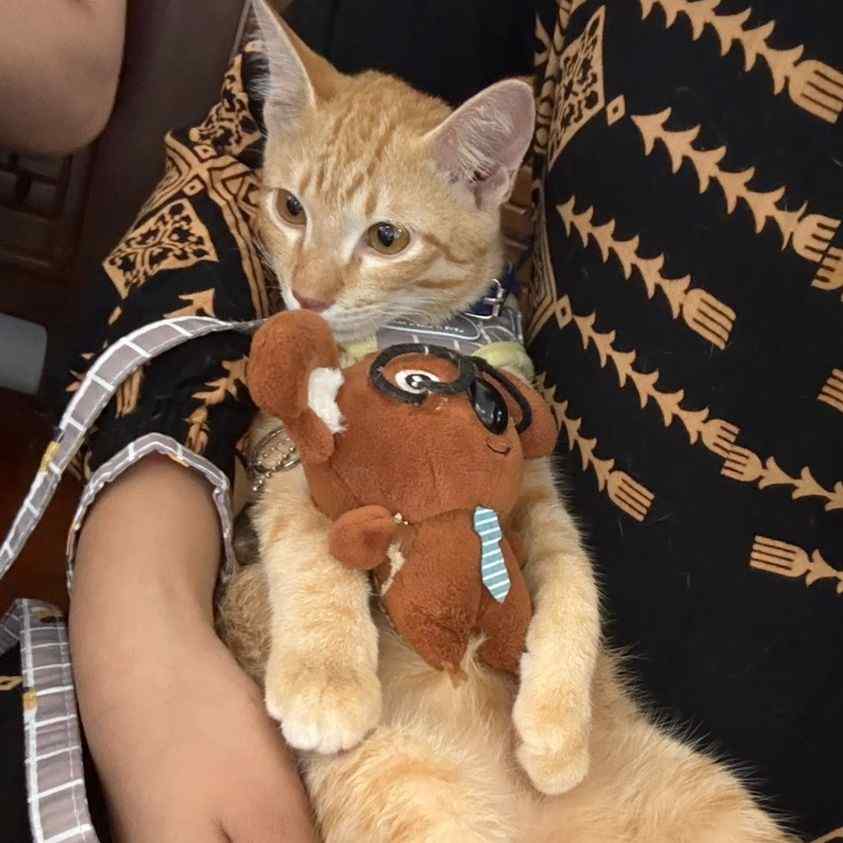 obebithecat