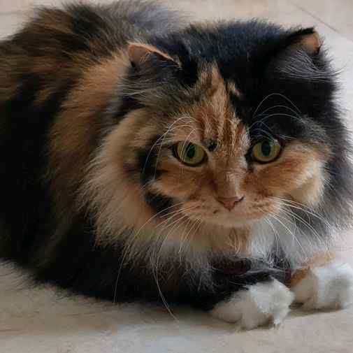 princesschannelcat