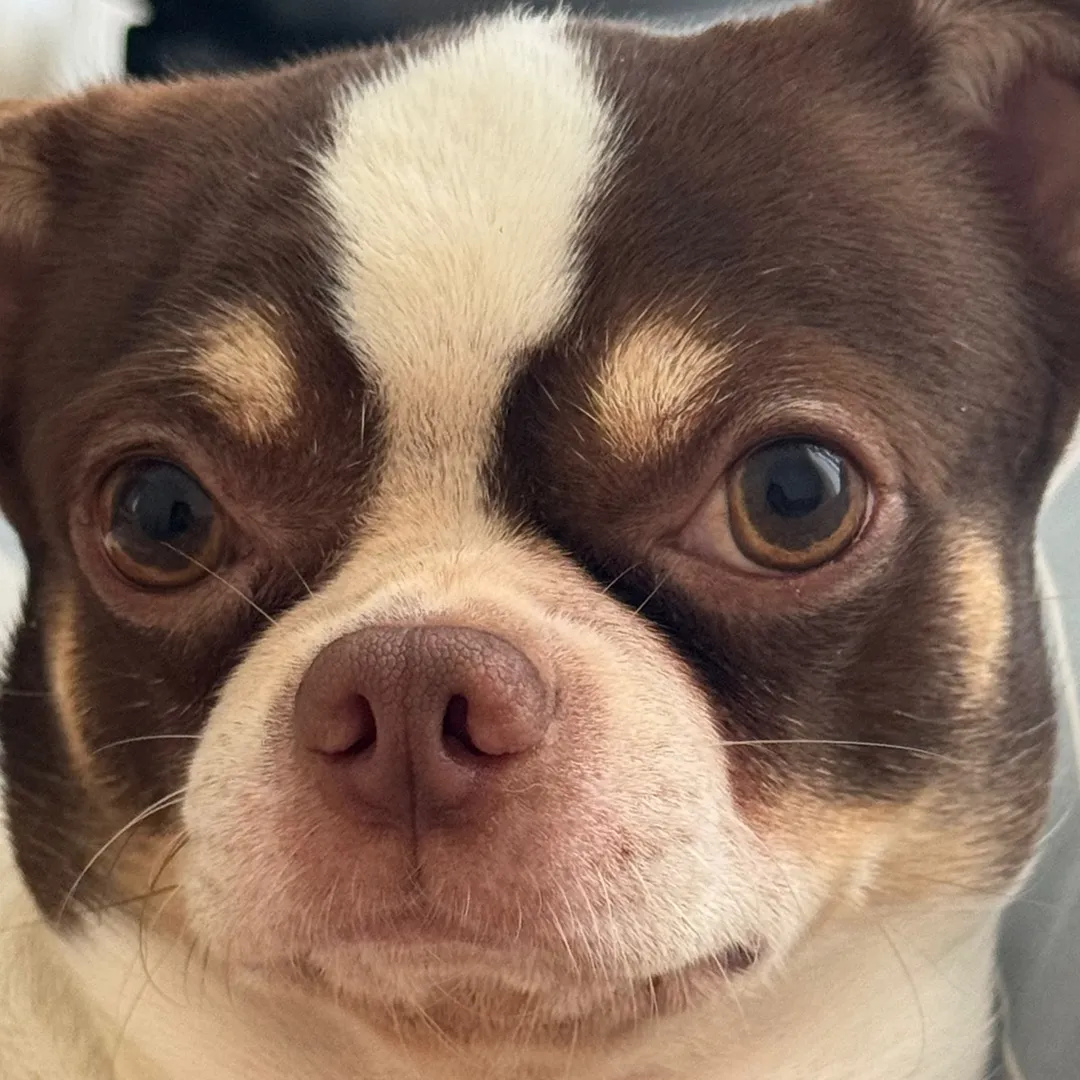 rico.chihuahua