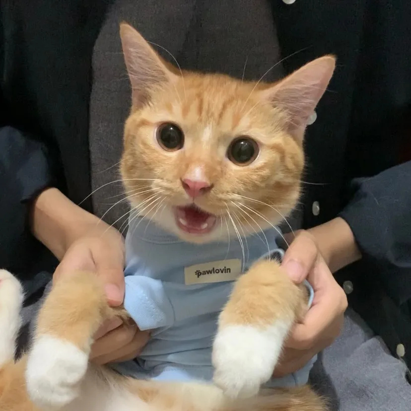 samshinecat