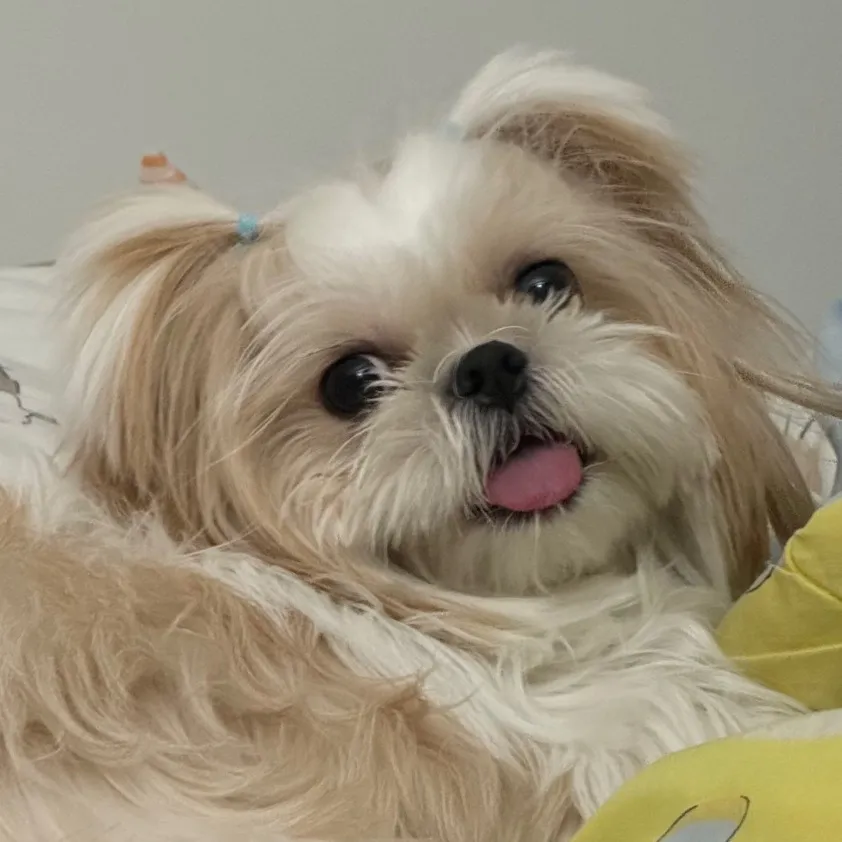 smolly.shihtzu