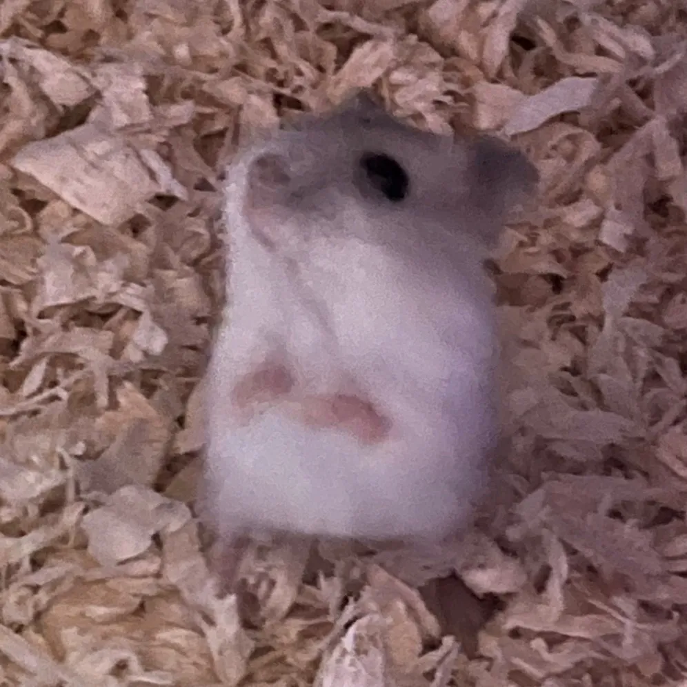 snowythehamster__