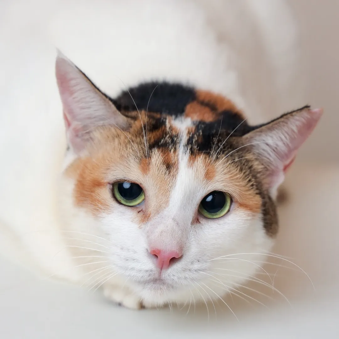 theblowoncat