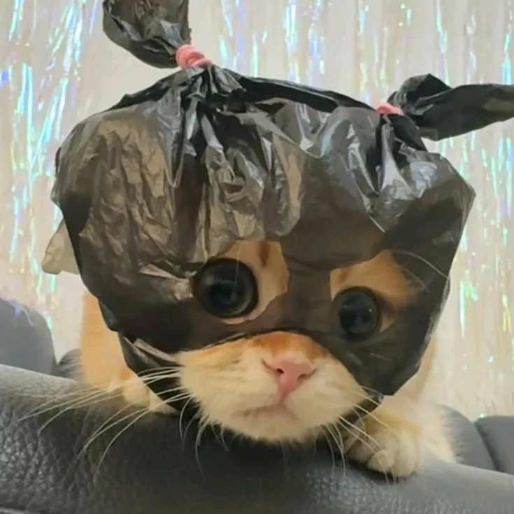 tsukiyochan_
