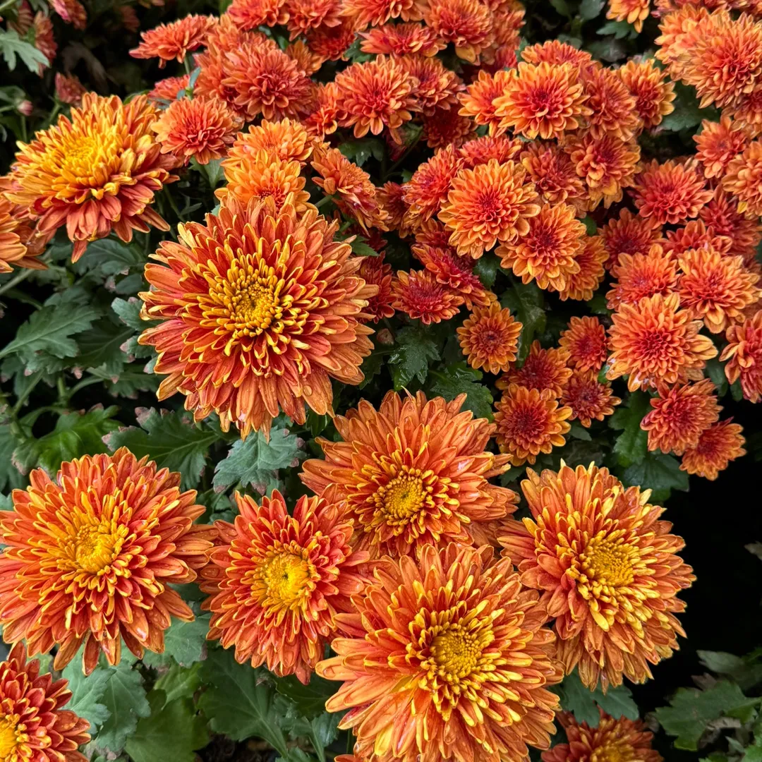 vanillaroxee