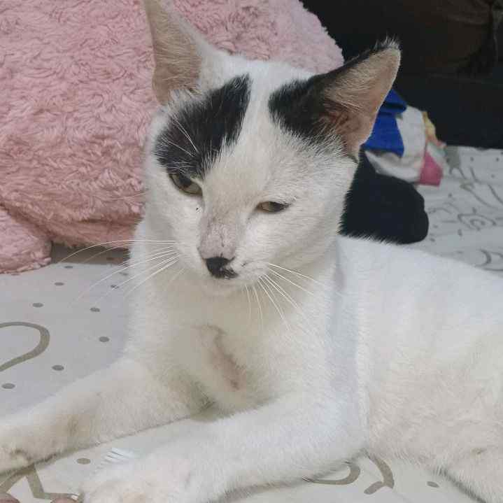 widya.asmara