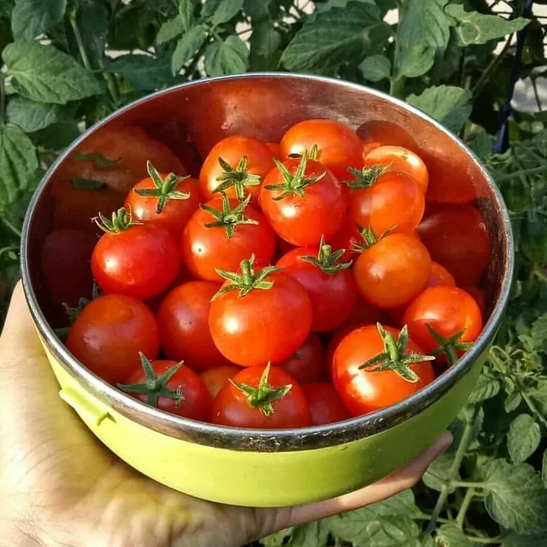wistara.garden