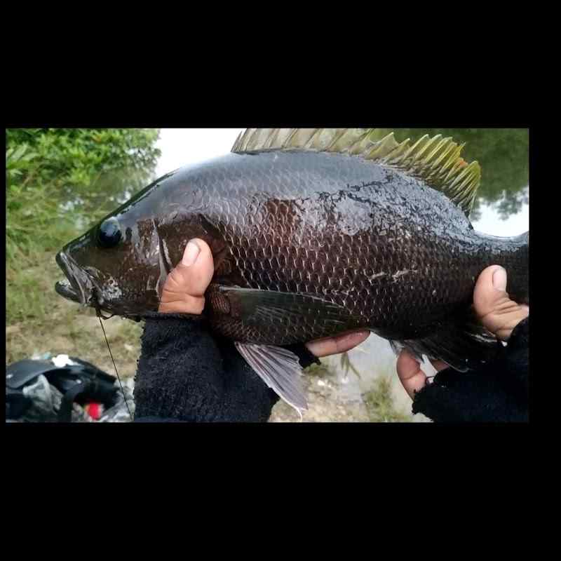 R-J-MANCING